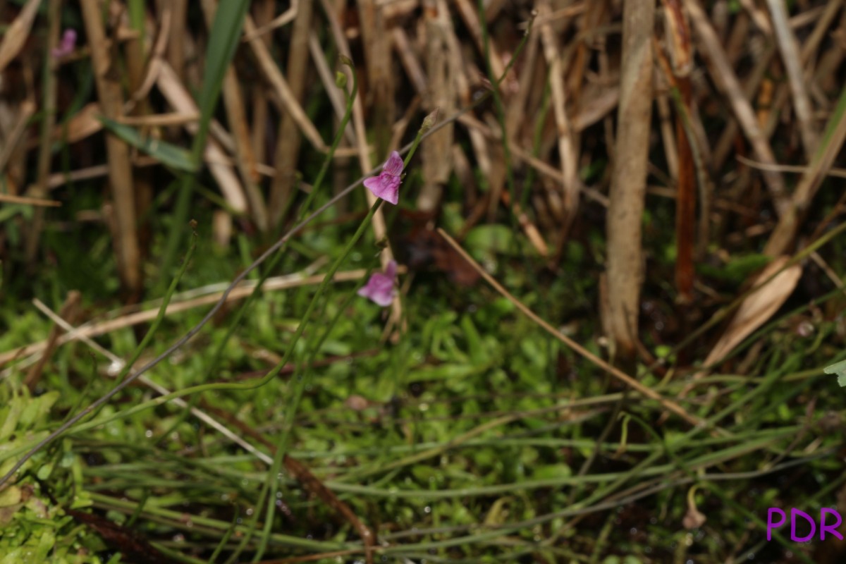 Utricularia graminifolia Vahl